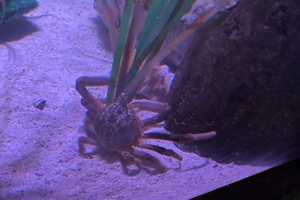 American Dream Mall Aquarium's Sports-Loving Crab To Be Named After Super Bowl-Winning QB