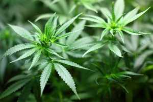 Weed Grower Seeks To Do Business In Templeton