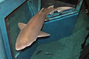 Valentine's Feeding Time For Couples Set At Maritime Aquarium