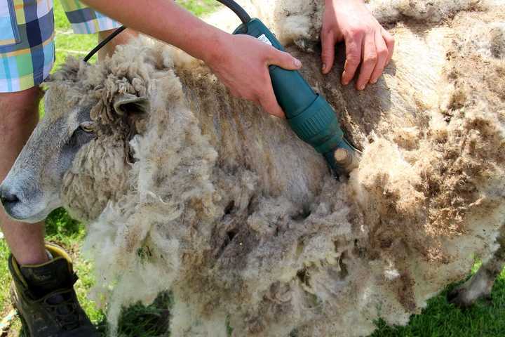 Celebrate Mother's Day With Sheep-Shearing Festival In Northern Westchester