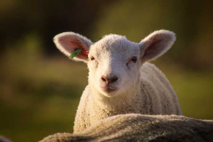 NJ Slaughterhouse Worker Hit Lamb Hard With Crowbar, PETA Calls For Action: Officials