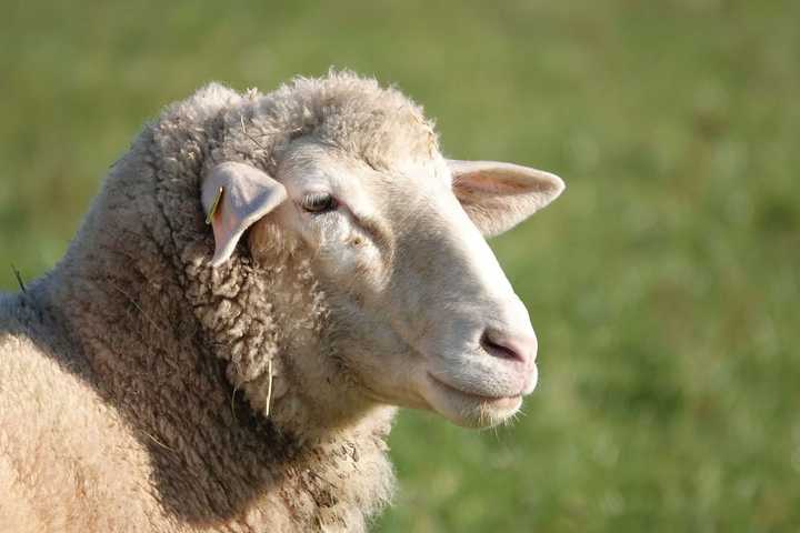 Over 100 Animals Seized From CT Farm After Suffering 'Unsuitable Living Conditions': Officials