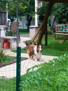 Lost Sheltie Reported In West Harrison