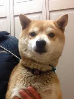 Shiba Inu Found In Harrison