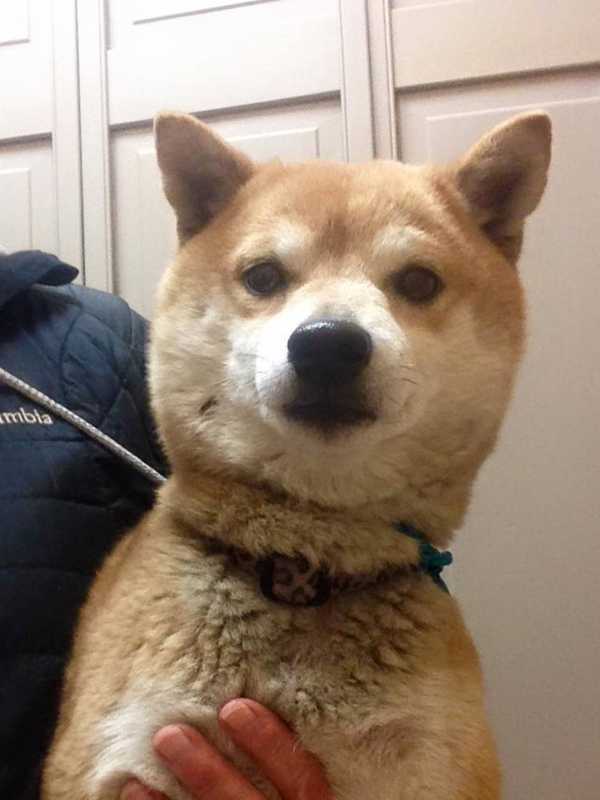 Shiba Inu Found In Harrison
