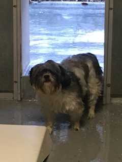 Is This Your Dog? Lost Black And White Shih Tzu Mix Found In Ridgefield
