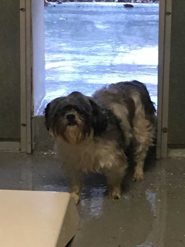 Is This Your Dog? Lost Black And White Shih Tzu Mix Found In Ridgefield