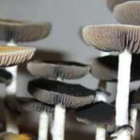 Long Island Man Sold Psychedelic Mushrooms, Booze: Nassau Police