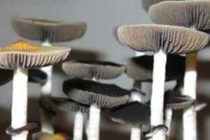 Long Island Man Sold Psychedelic Mushrooms, Booze: Police