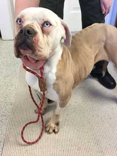 Lost Pit Bull/Boxer Mix Found Malnourished In Westport