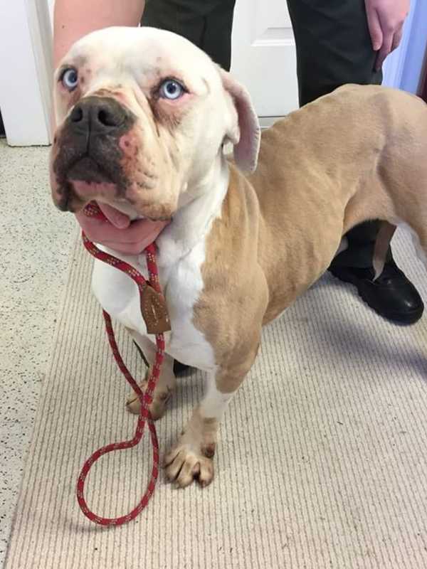 Lost Pit Bull/Boxer Mix Found Malnourished In Westport