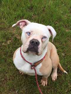 Pit Bull/Boxer Mix Found In Westport Seeks New Home