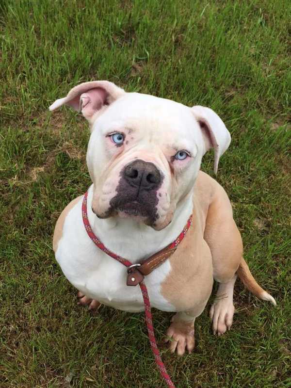 Pit Bull/Boxer Mix Found In Westport Seeks New Home