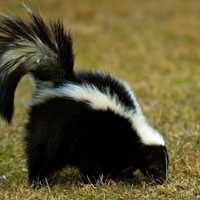 Rabid Skunk Found In Hopewell Township, Health Officials Say