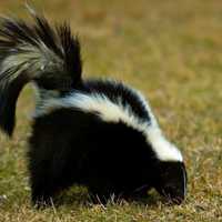 Family Dog Kills Rabid Skunk In Camden County, Health Officials Say