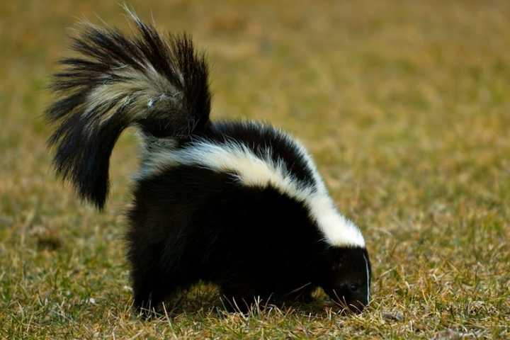 Rabid Skunk Found In Central Jersey Township, Health Officials Say