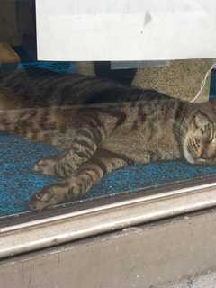 All Rutherford Dogs, Cats Must Be Licensed, Officials Say
