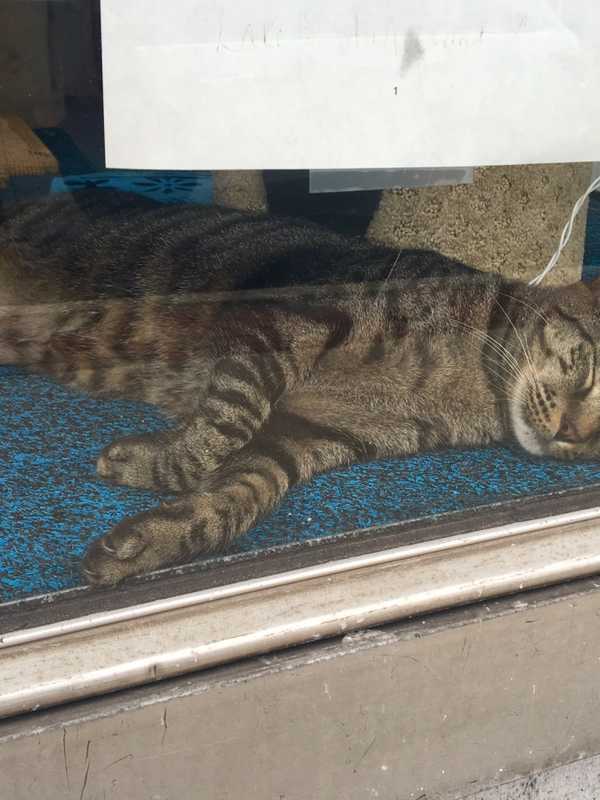 All Rutherford Dogs, Cats Must Be Licensed, Officials Say