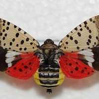 <p>The spotted lanternfly.</p>