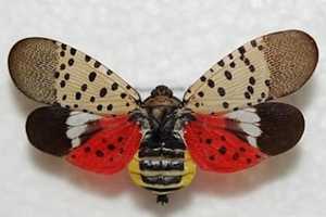 Spotted Lanternfly Located In Bridgeport, If You See One Squish It, Officials Say