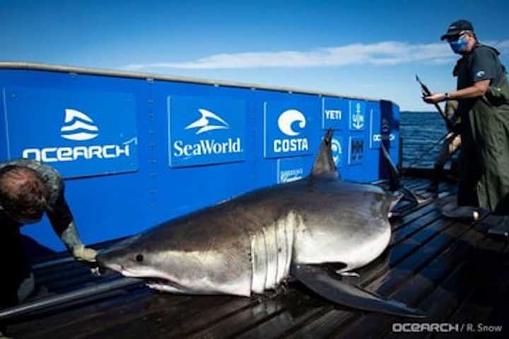 Massive Great White Shark Tracked Near Virginia, Maryland Coasts