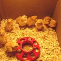 <p>These chicks hatched from eggs at Chappaqua Central School District.</p>