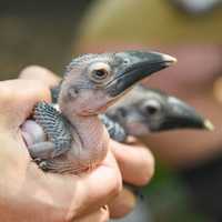 <p>The Maryland Zoo in Baltimore is pleased to announce that two Von der Decken’s Hornbill (Tockus deckeni) chicks hatched in its African Aviary</p>