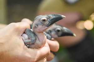 Maryland Zoo Welcome Two New Baby Birds To Its Family