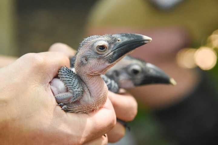 Maryland Zoo Welcome Two New Baby Birds To Its Family