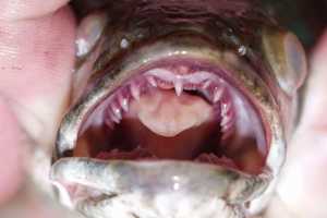 Fish With Fangs Caught In Massachusetts Reservoir