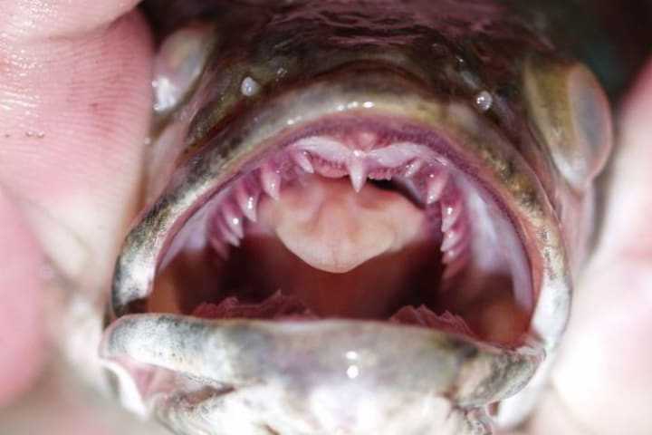 Fish With Fangs Caught In Northeast Reservoir