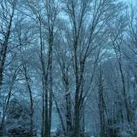 <p>The wet snow coats tree branches and lawns early Monday in Stamford.</p>