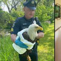 <p>Solebury Township police officers rescued a sickly bald eagle on Sunday.</p>