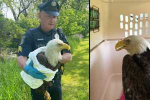 Injured Bald Eagle Rescued In Bucks County To Be Reunited With Family