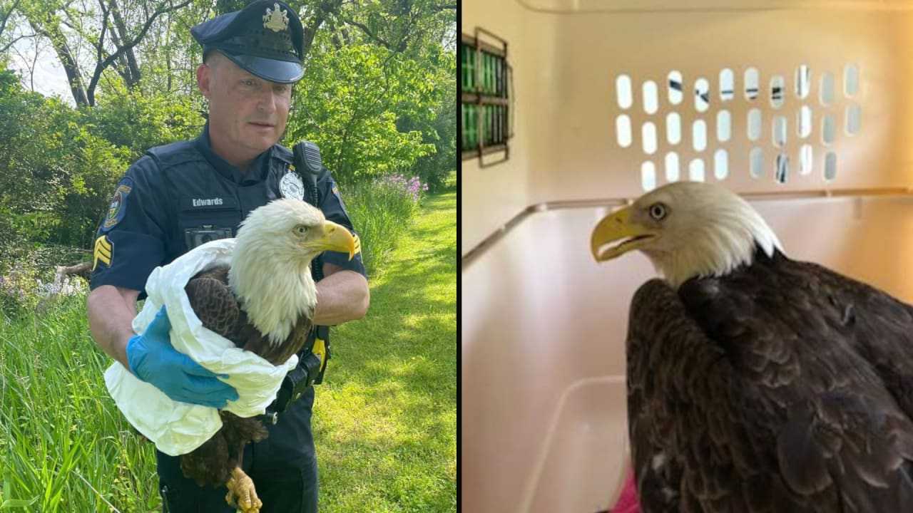 Injured Bald Eagle Rescued In Bucks County To Be Reunited With Family ...