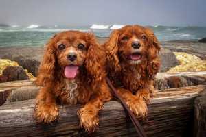 Pet Valu In Edgewater Has Calendar Signing With Pet Celebs