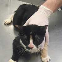 <p>A cat was found with litter in his intestines after being abandoned in a soon-to-be condemned building in Yonkers.</p>