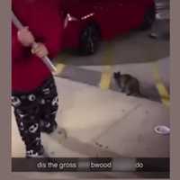 17-Year-Old Nabbed For 'Brutal,' 'Sadistic,' 'Heinous' Beating Of Cat On Long Island