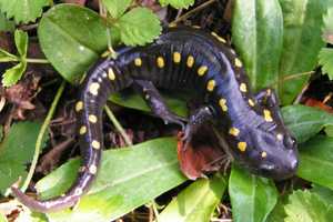'Signs Of Spring' Hike Offered At Pound Ridge's Halle Revine.