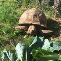 <p>Five spur thigh tortoises will be at the Beardsley Zoo until sometime this fall.</p>