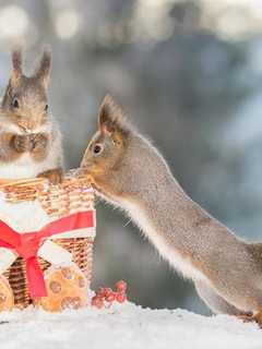 Squirrels Try To Thwart Christmas At Norwalk City Hall Tree