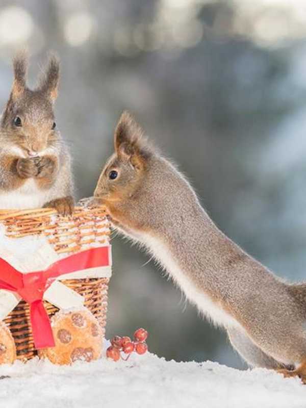 Squirrels Try To Thwart Christmas At Norwalk City Hall Tree