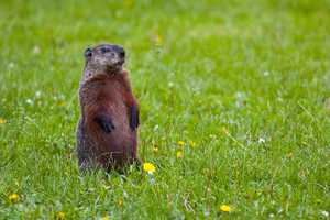 Two New York Police Officers Under Investigation In Groundhog Death