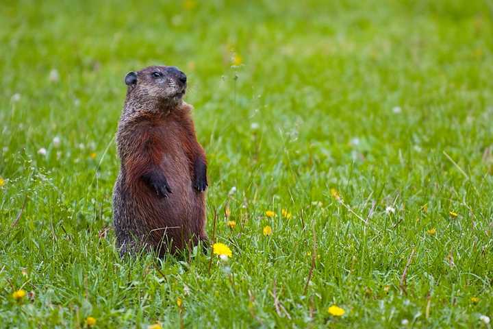 Two New York Police Officers Under Investigation In Groundhog Death