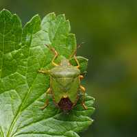 'Tis The Season: How To Get Rid Of Stink Bugs
