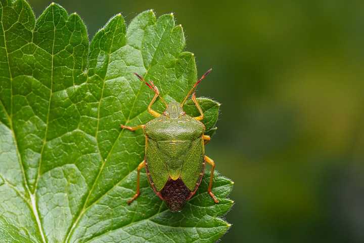 'Tis The Season: How To Get Rid Of Stink Bugs