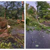 <p>Downed trees and power lines in Chadds Ford and Concord, Delaware County, on Aug. 8, 2023</p>