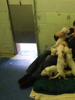 Adopt A Pet, Buy A Wreath To Help The Stratford Animal Rescue Society