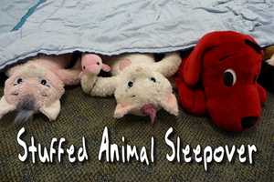 Kids, Bring Your Stuffed Animal To East Rutherford Library For Sleepover 