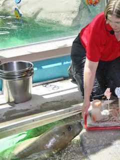 Harbor Seal's Death, Man's Fall Onto Route 8 Top Week's News In Bridgeport
